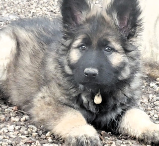 Chiot Berger Allemand d'ancien type à réserver : Petite Annonce Chiot Berger Allemand d'ancien type à réserver : Petite Annonce