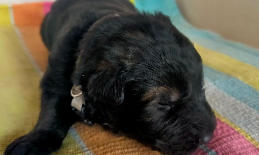 altdeutsche_schäferhund