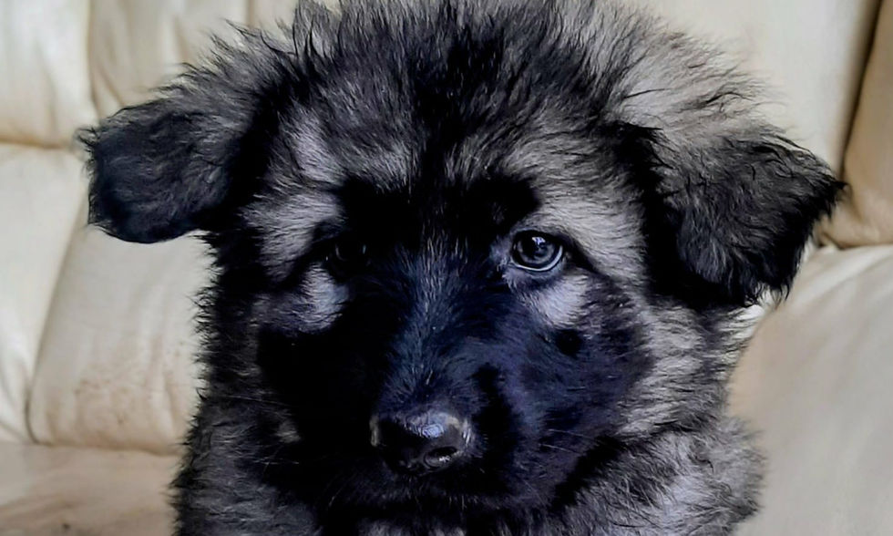 altdeutsche_schäferhund