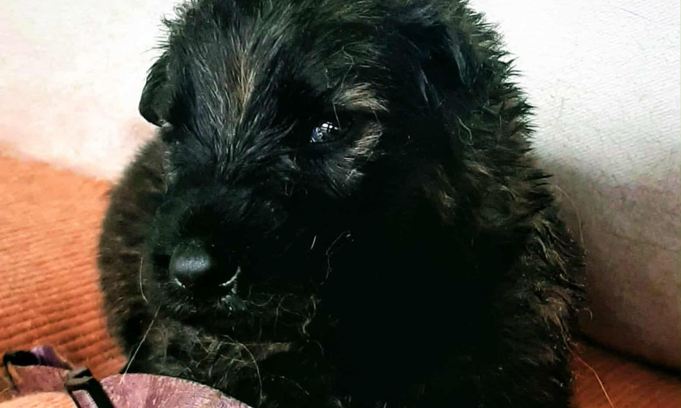 altdeutsche_schäferhund