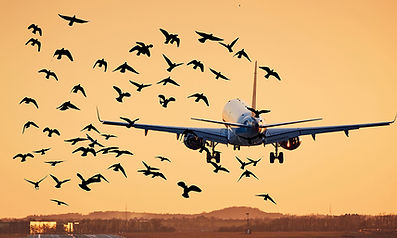 Pulselite-airplane-birds_Downsized.jpg