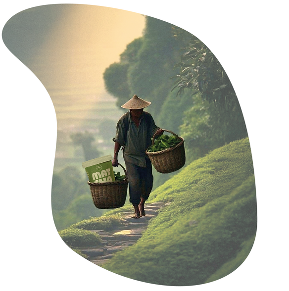 MATCHA-01.png