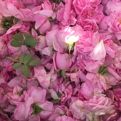 rose_harvest_2.jpeg