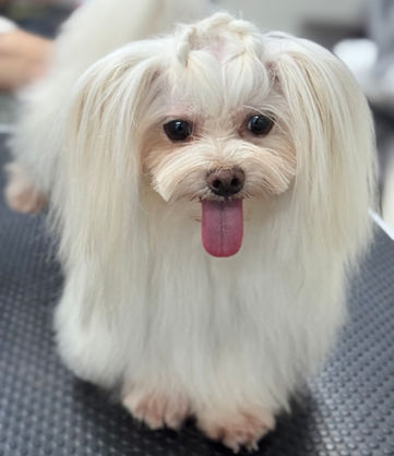 כלב לבן עם 2 קוקיות בשיער ולשון בחוץ