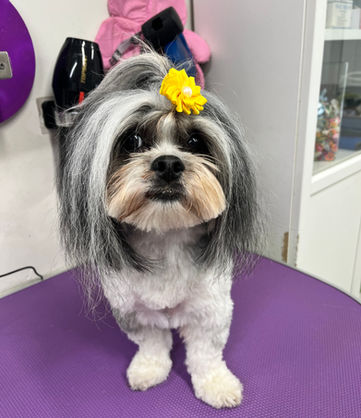 כלב לבן אפור עם קוקו ופרח צהוב בשיער