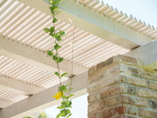 פרויקט מעץ אורן פיני (גושני/דו שכבתי/רב שכבתי)