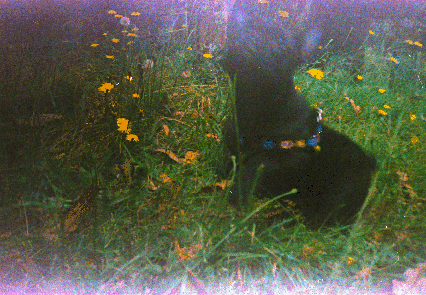 Diva Segovia_20220915_0002_1.gif