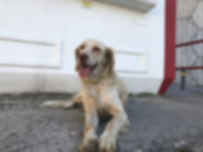 kedi sahiplendirme ilanları