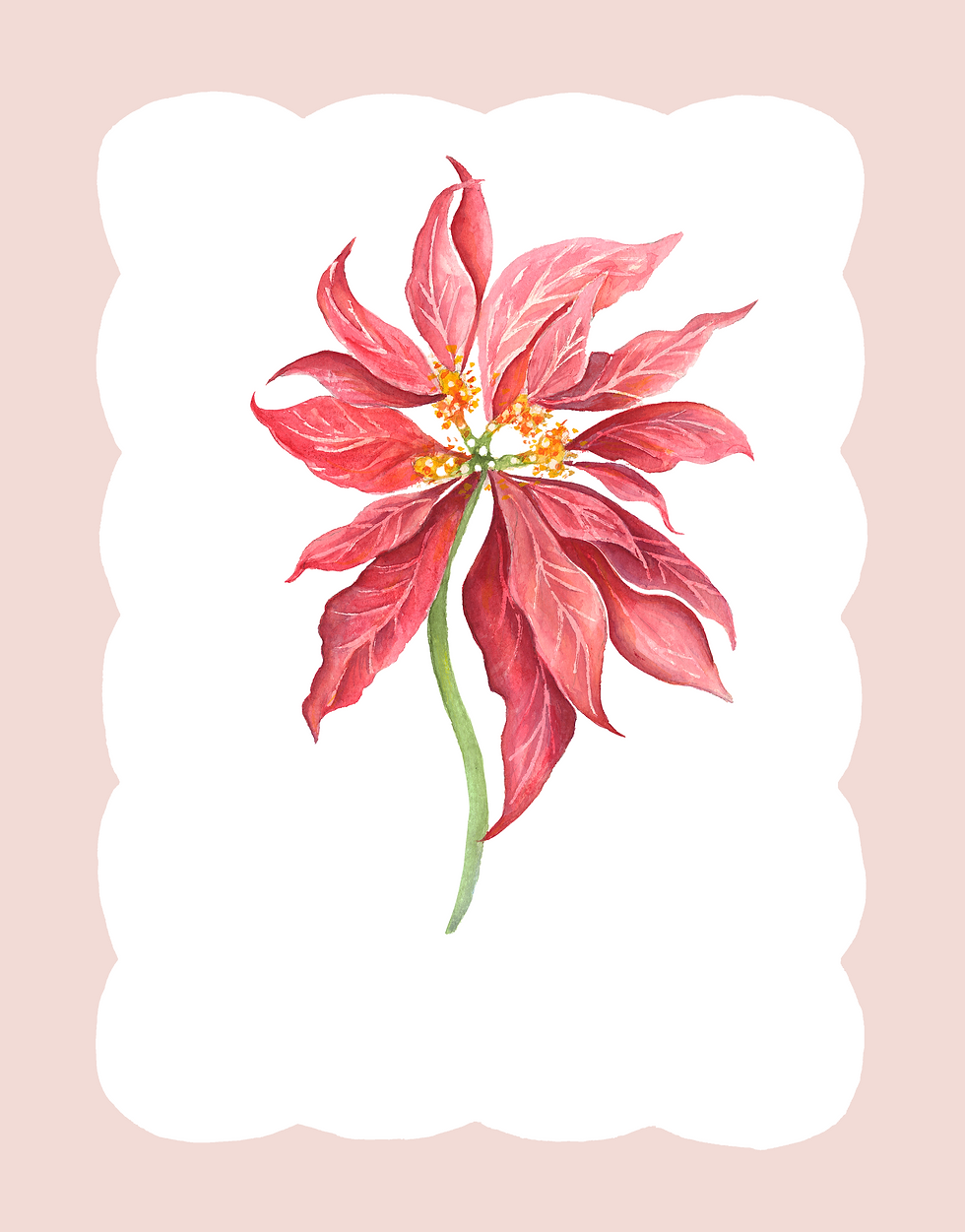 Poinsettia