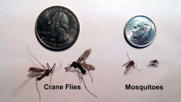 Crane Flies are Abundant in the Antelope Valley this Spring