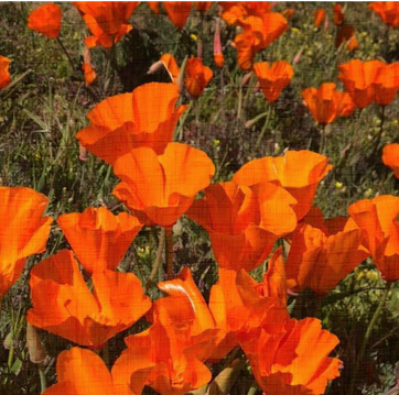 Poppies are in full bloom at the Antelope Valley Poppy Reserve In Lancaster .