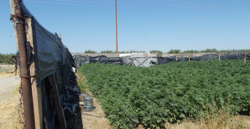 Kern County Sheriff's Office Serves Search Warrant, Seizes 11,395 Marijuana Plants.