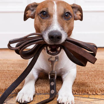 Yellen Dog Park to Celebrate One Year Anniversary This Saturday