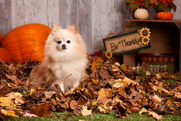 City of Palmdale to Host “Yappy Hour---Thankful Edition” at Yellen Dog Park