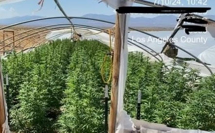 Illegal cannabis operations taken down near Saddleback Butte State Park in Antelope Valley. Colonel Allensworth State Historic Park in Allensworth.