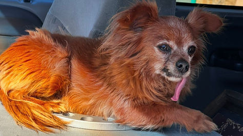 Palmdale Announces Spay and Neuter Program in Partnership with Community Effort Animal Rescue (C.E.A.R)