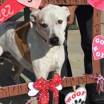 Tail-of-Love Event Coming to Yellen Dog Park
