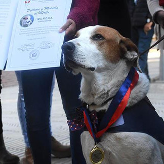 amor perruno hermosos
