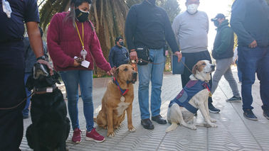 reconociendo a los perros de casa