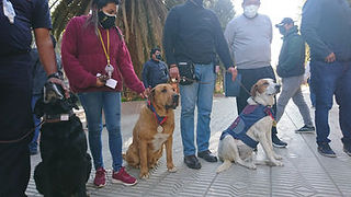 reconociendo a los perros de casa