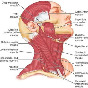 Relaxing the Neck (part 1)