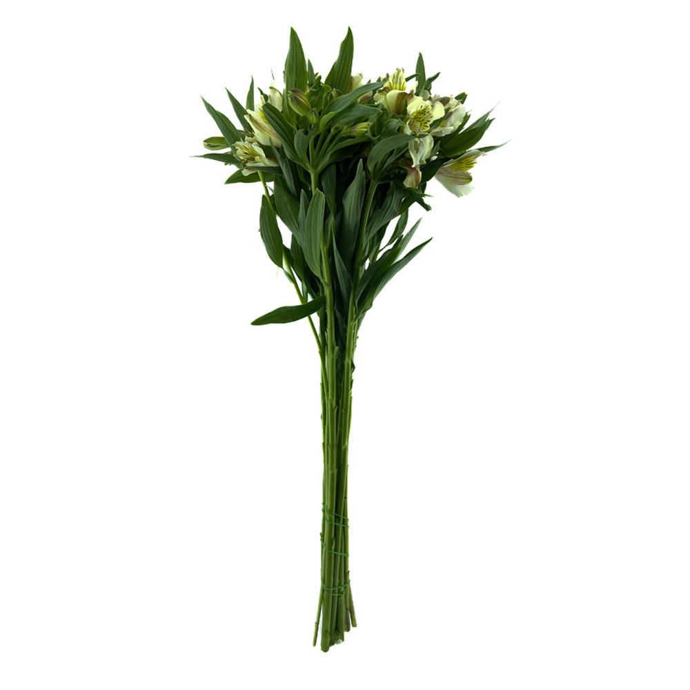 Bouquet Astroemeria
