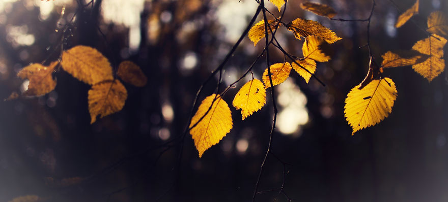 Autumn Leaves Close-up_edited.jpg