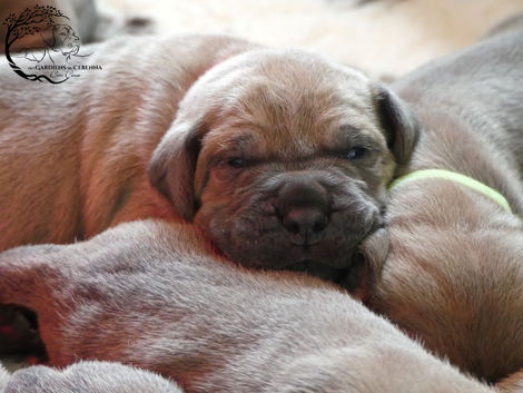 Chiots froment disponibles