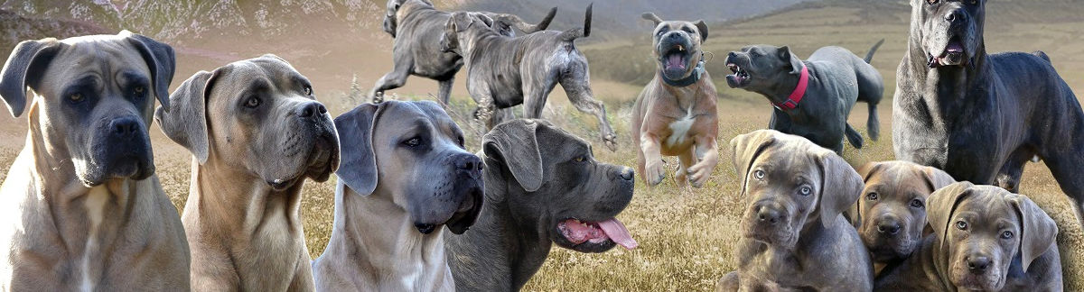 Montage avec nombreux cane corso de l'élevage au naturel