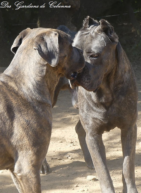 mâle et femelle Cane Corso en première rencontre olfactive