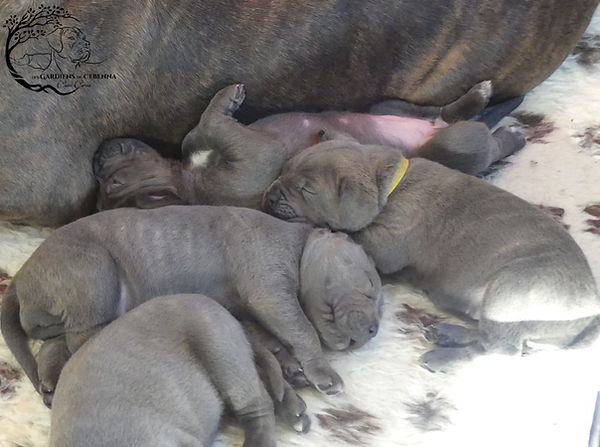 chiots nouveaux-nés en train de dormir près de leur mère