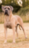 comme-une-enviephotographieseanceKaren-036_edited.jpg