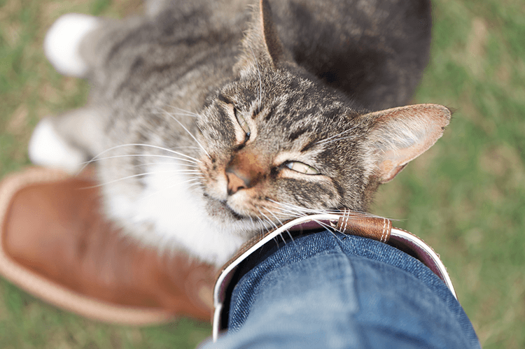 Cats rubbing behavior is marking you as own property itself