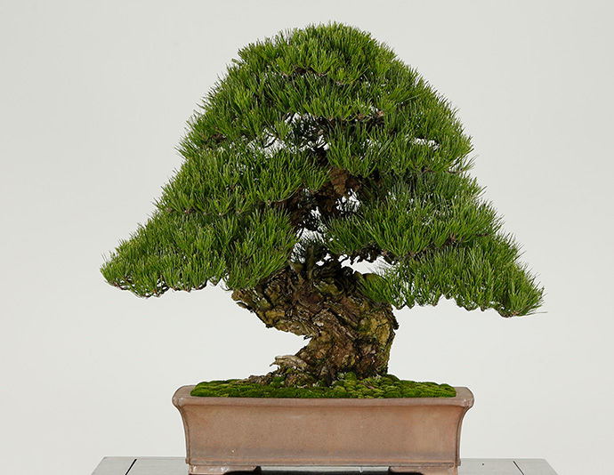 10 Facts About Bonsai Tree