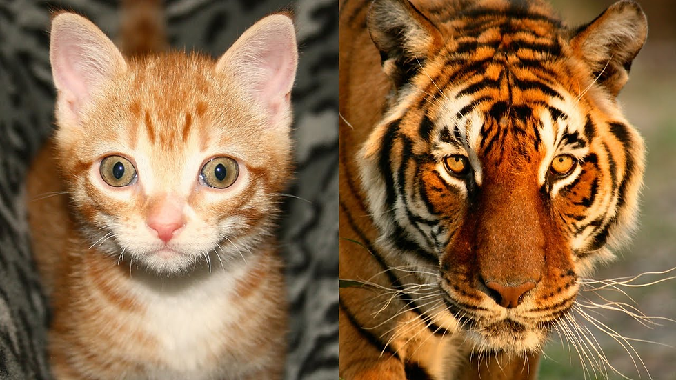 Cats and tigers share 95.6 percent of DNA