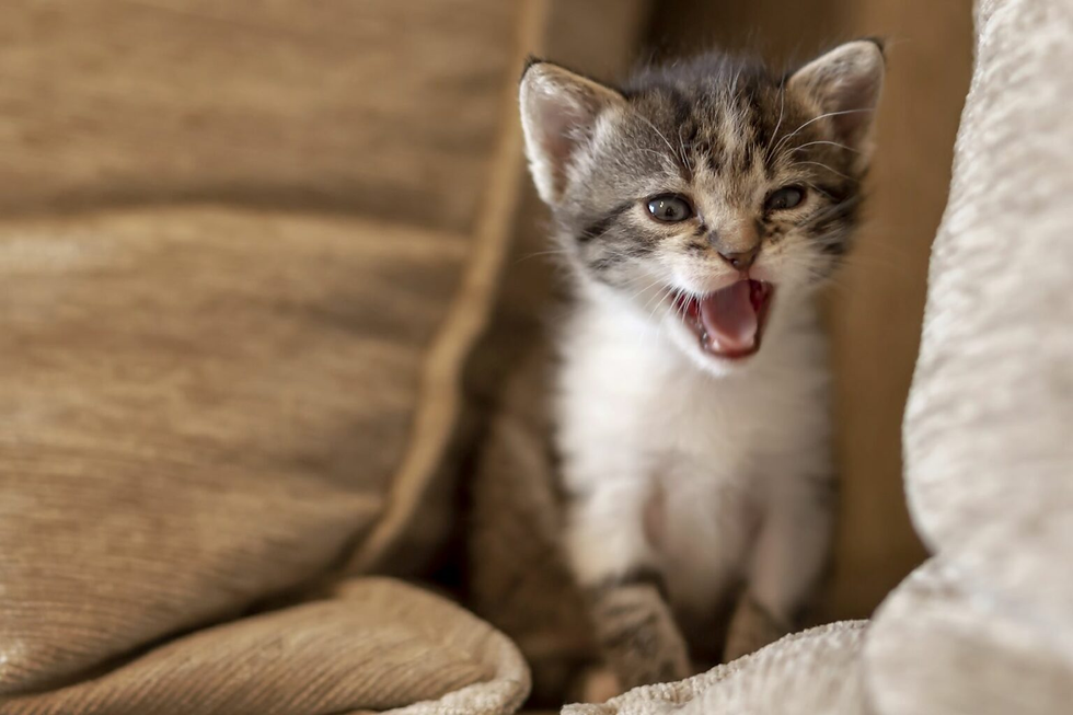 Cats Meowing