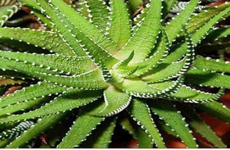 Aloe Vera