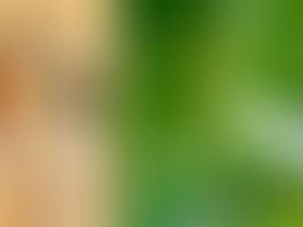 A Planta da Imortalidade que trata mais de 50 Doenças