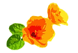 tropical flowers