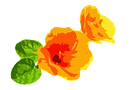 tropical flowers