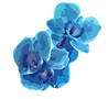 tropical flowers