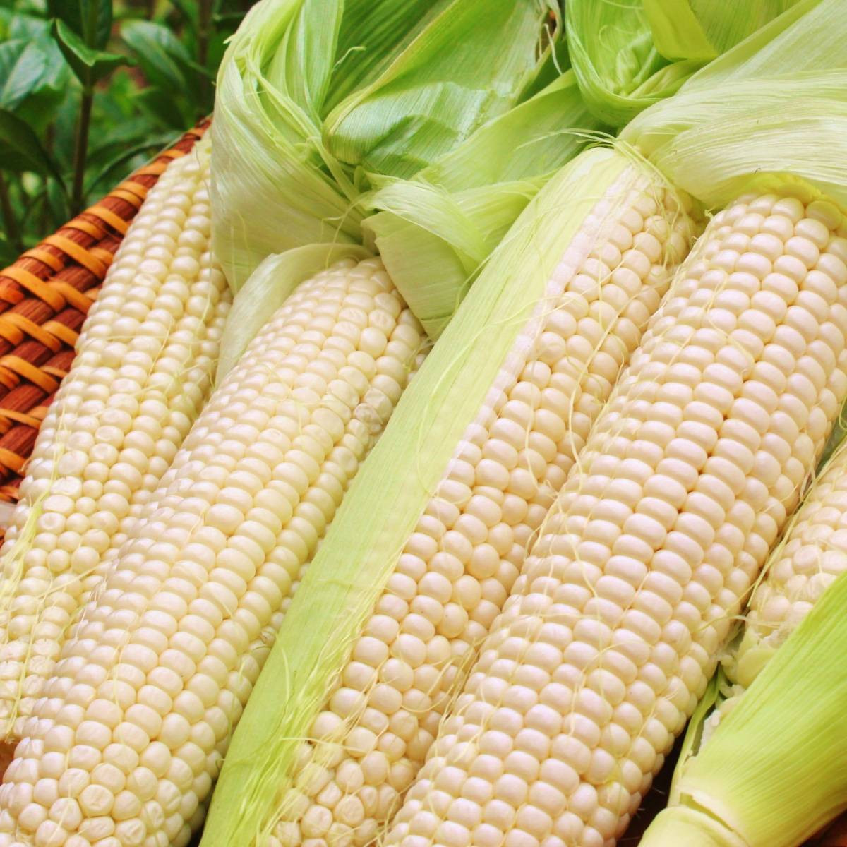 Frozen Waxy Corn