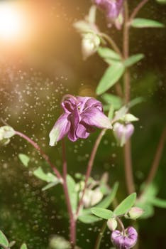 El espíritu sanador de un Aceite Esencial
