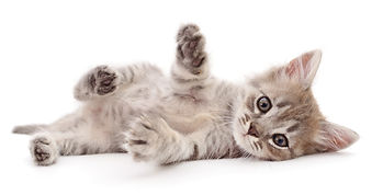 Chaton mignon FB.jpeg