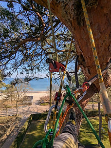 Baumpflege mi in Timmendorf mit Blick auf die Ostsee Seilklettertechnik