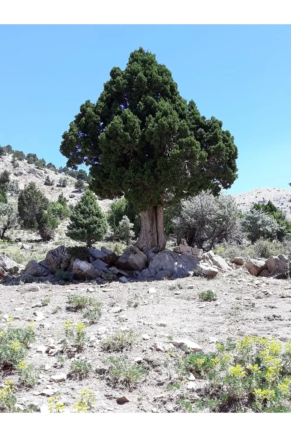 Küçük resim: Ardıç Katranı 500gr