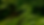 tropical leaves.webp