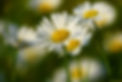 daisy.jpg