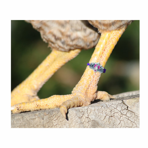 20 Chicken Charm Poultry Leg Bands - Includes Jamaica