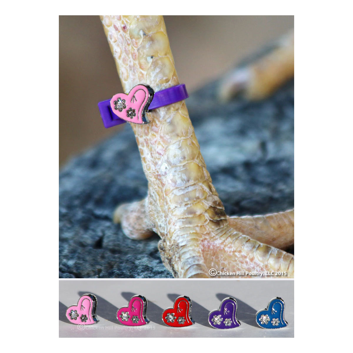 Chicken Charm® Poultry Leg Bands chickenhill